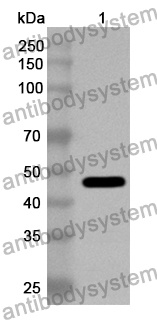 Anti-TGEV N/Nucleoprotein Polyclonal Antibody