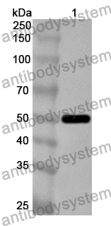 Anti-PEDV N/Nucleoprotein Polyclonal Antibody