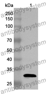 Anti-Poliovirus type 1 VP3/Capsid protein VP3 Polyclonal Antibody