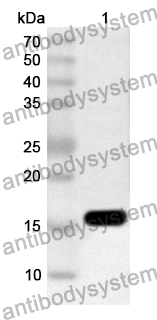 Anti-PEDV Spike glycoprotein (RBD) Polyclonal Antibody