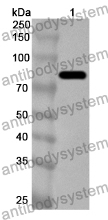 Anti-PEDV S1/Spike glycoprotein 1 Polyclonal Antibody