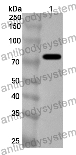 Anti-PEDV S2/Spike glycoprotein 2 Polyclonal Antibody