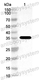 Anti-PEDV Nsp5/Mpro/3CL Polyclonal Antibody