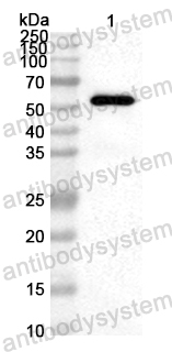 Anti-PEDV S1/Spike glycoprotein 1 Polyclonal Antibody