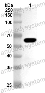 Anti-HSV-1/HHV-1 TRX2/UL18 Polyclonal Antibody