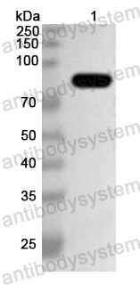 Anti-HSV-1/HHV-1 UL21 Polyclonal Antibody