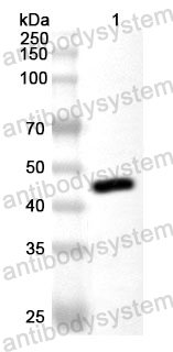 Anti-FCoV NP/Nucleoprotein Polyclonal Antibody