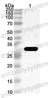 Anti-Staphylococcus phage entA/SEA Polyclonal Antibody