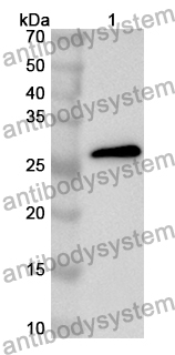 Anti-Bombyx mori dh34 Polyclonal Antibody