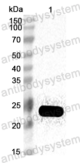 Anti-German cockroach Bla g 1/Allergen Bla g I Polyclonal Antibody