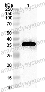 Anti-Brown shrimp Allergen Pen a 1 Polyclonal Antibody