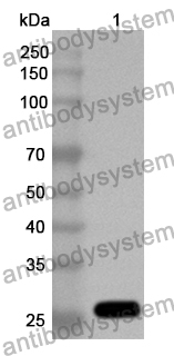 Anti-Bordetella pertussis ptxA/PTXS1 Polyclonal Antibody