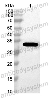 Anti-Staphylococcus aureus entB/SEB Polyclonal Antibody