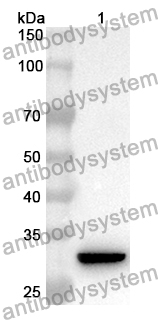 Anti-Benzonase Nuclease/Endonuclease Polyclonal Antibody