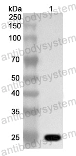 Anti-Escherichia coli tetR Polyclonal Antibody