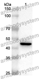 Anti-Salmonella typhimurium murD Polyclonal Antibody