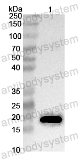 Anti-Neosartorya fumigata Asp f 1/mitF Polyclonal Antibody