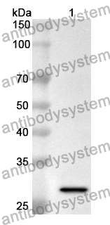 Anti-Bacillus subtilis ffp/sfp Polyclonal Antibody