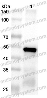 Anti-Porphyromonas gingivalis kgp/prtK Polyclonal Antibody