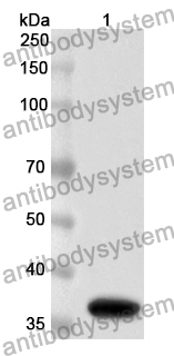 Anti-Staphylococcus aureus lukF-PV Polyclonal Antibody