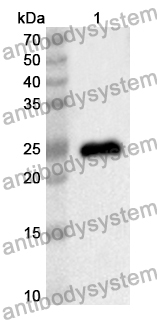 Anti-Escherichia coli eae/Intimin Polyclonal Antibody