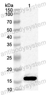 Anti-Alternaria rot fungus Alt a 1/ALTA1 Polyclonal Antibody