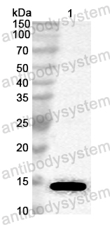 Anti-Neosartorya fumigata Asp f 15 Polyclonal Antibody