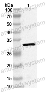 Anti-Staphylococcus aureus entC2/SEC2 Polyclonal Antibody