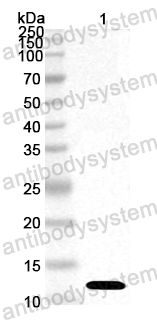 Anti-Blomia tropicalis (Mite) Blo t 5/BLOT5 Polyclonal Antibody
