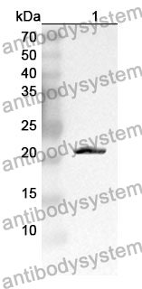 Anti-PTGES3/P23 Polyclonal antibody