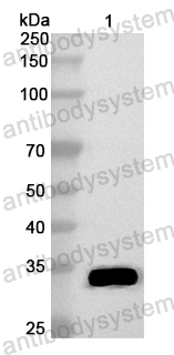Anti-European house dust mite Der p 23 Polyclonal Antibody