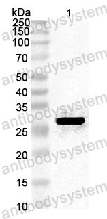 Anti-Blomia tropicalis (Mite) Blo t 1.0101 Polyclonal Antibody