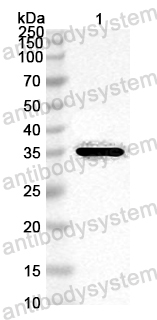 Anti-European house dust mite Der p 10/Tropomyosin Polyclonal Antibody