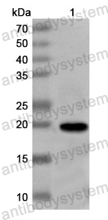 Anti-Yellowfever mosquito Aed a 4/MAL1 Polyclonal Antibody