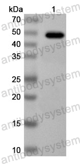 Anti-Yellowfever mosquito Aed a 4/MAL1 Polyclonal Antibody