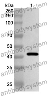 Anti-MAPK3 Polyclonal Antibody