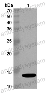 Anti-Common timothy PHLPII/Phl p 2 Polyclonal Antibody