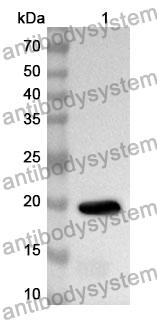 Anti-European white birch Bet v 1/Allergen Bet v I-A Polyclonal Antibody