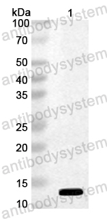 Anti-Mugwort Art v 1 Polyclonal Antibody