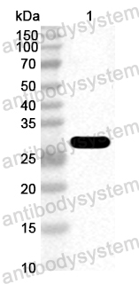 Anti-Common timothy Phl p 5/Allergen Phl p V Polyclonal Antibody