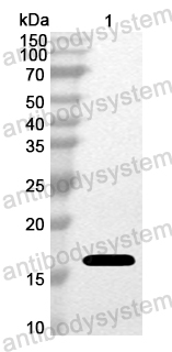 Anti-European white birch BETVII/Allergen Bet v II Polyclonal Antibody