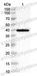 Anti-Perennial ryegrass Lol p 2/LolPII Polyclonal Antibody