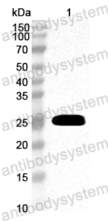 Anti-Common timothy Phl p 5.0102/PHLPVa Polyclonal Antibody