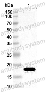 Anti-Common timothy Phl p 11/PHLPXI Polyclonal Antibody