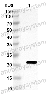 Anti-Prunus dulcis Pru du 6 Polyclonal Antibody