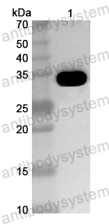 Anti-Prunus dulcis Prunin 2/Pru du 6 Polyclonal Antibody