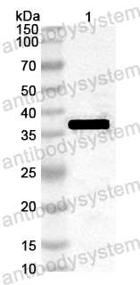Anti-Common timothy Phl p 7/PHLPVII Polyclonal Antibody