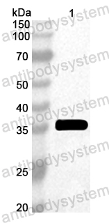 Anti-Peanut Ara h 2/Conglutin-7 Polyclonal Antibody