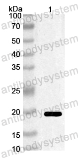 Anti-European alder Aln g 1 Polyclonal Antibody