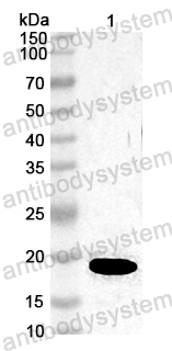 Anti-European hazel Cor a 1 Polyclonal Antibody